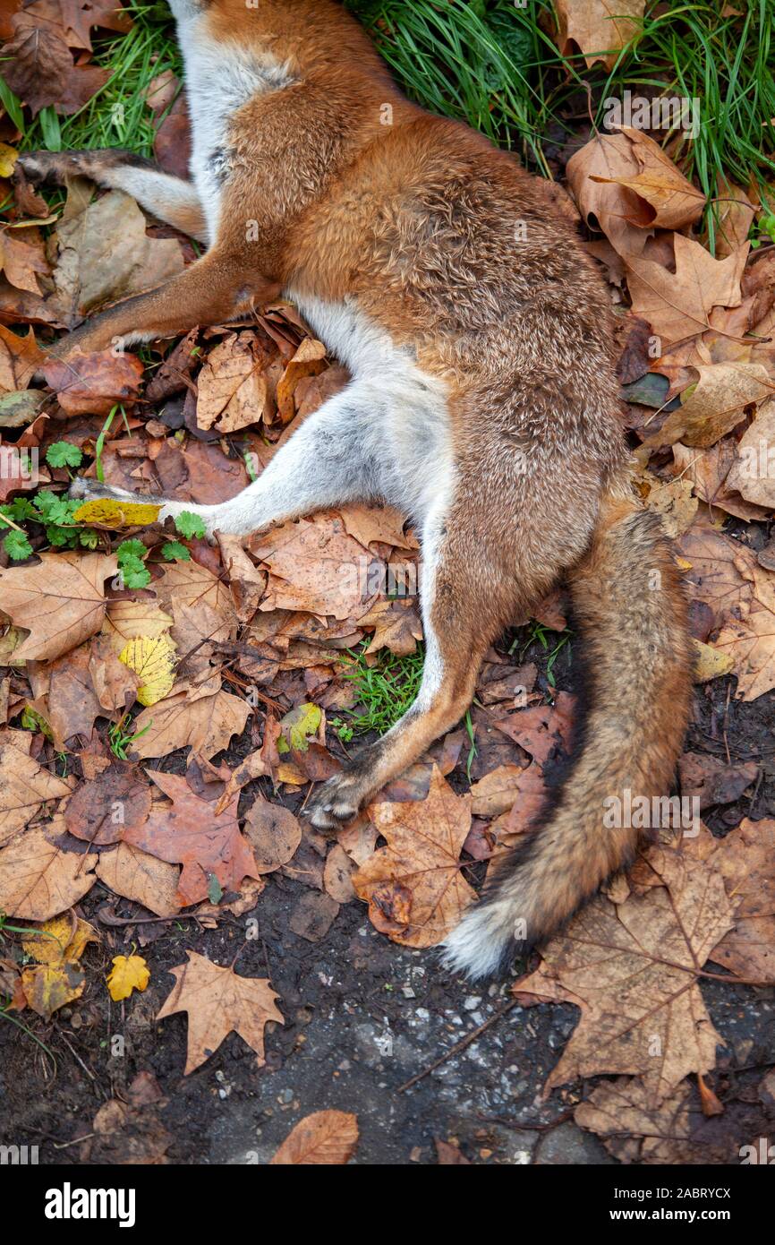 Dead Fox in Park , London REGNO UNITO Foto Stock