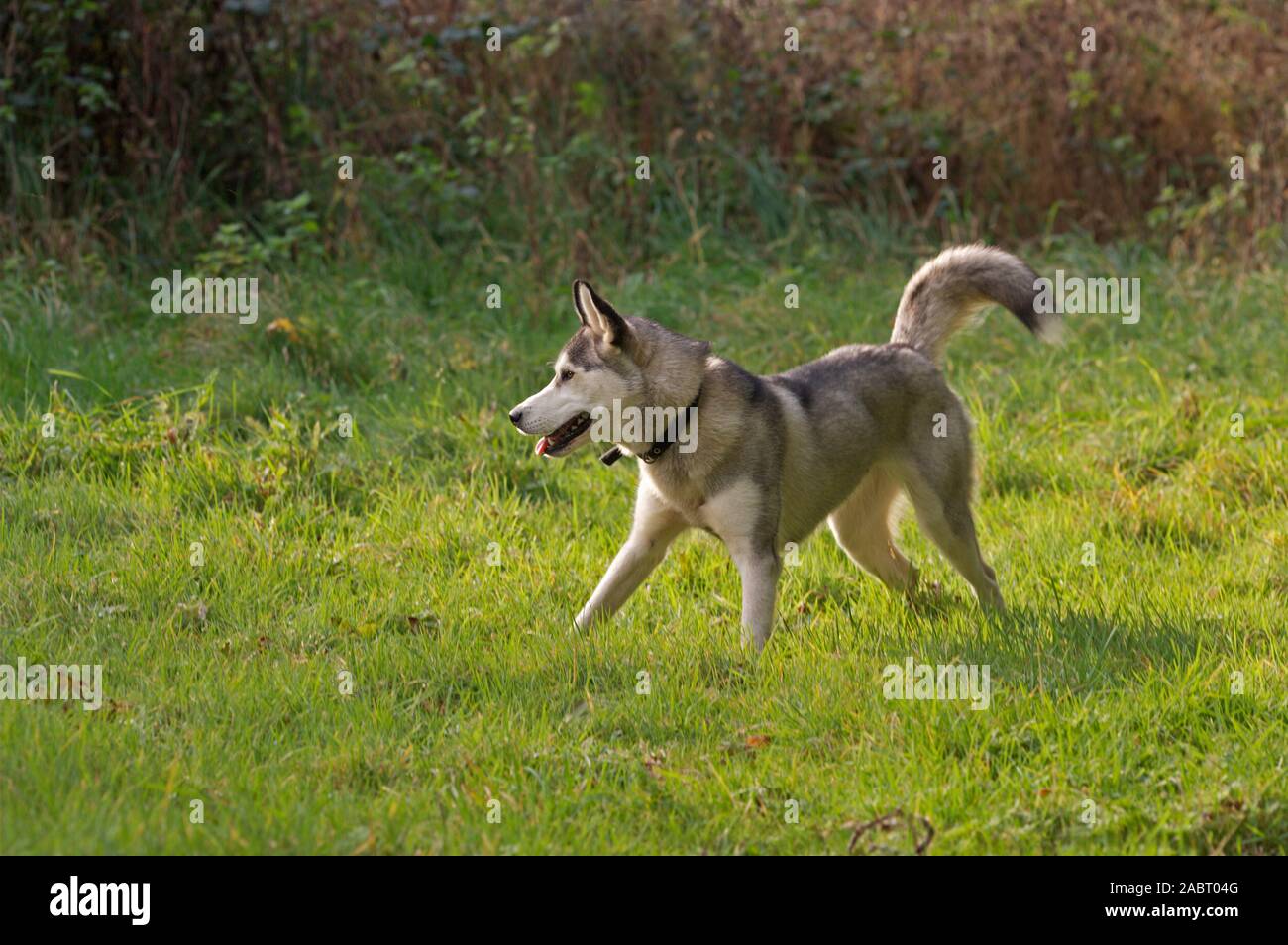 SIBERIAN HUSKY (Canis lupus familiaris). Esercizio sulla terra di erba Foto Stock