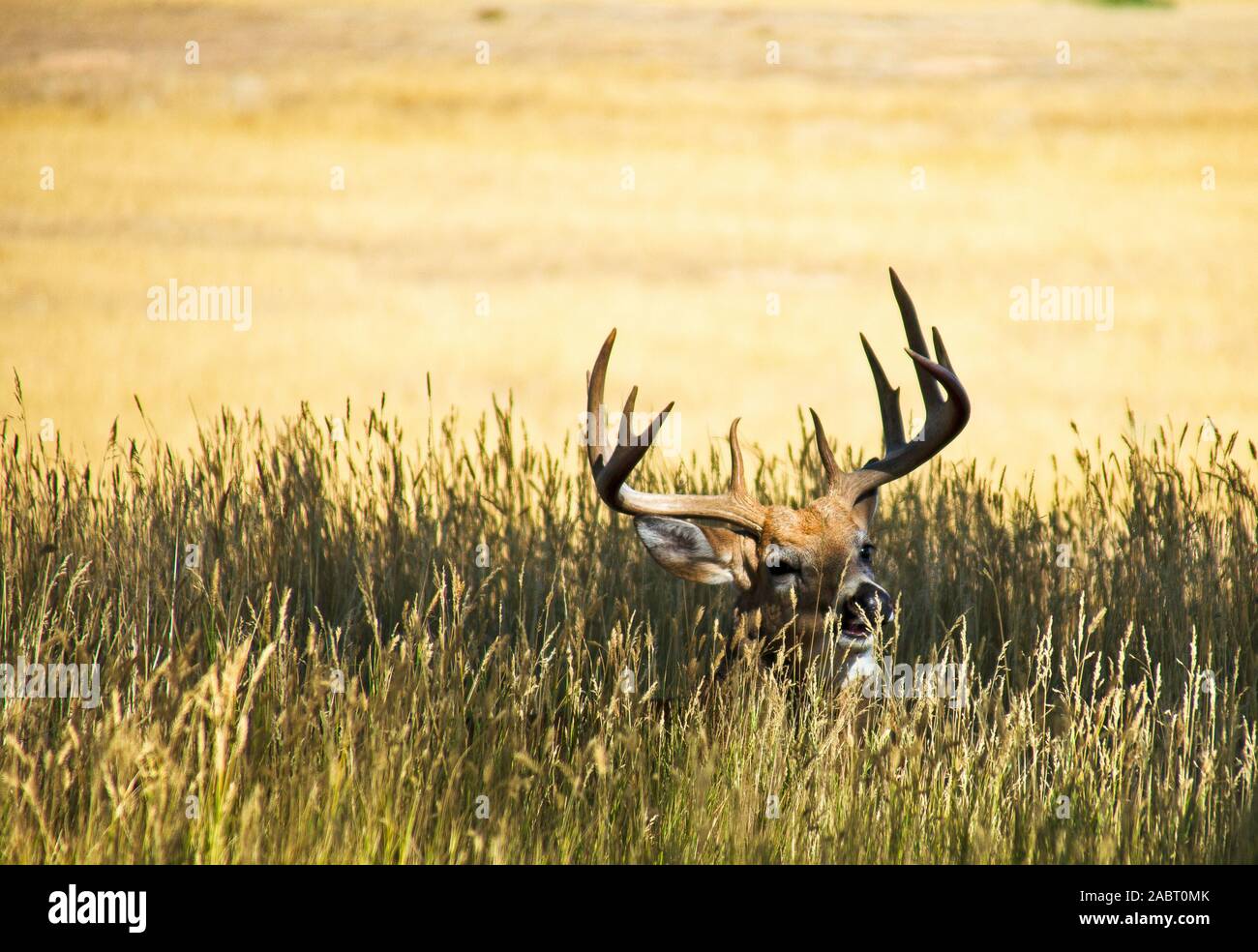 Culbianco Deer Buck fotografato in Colorado Foto Stock