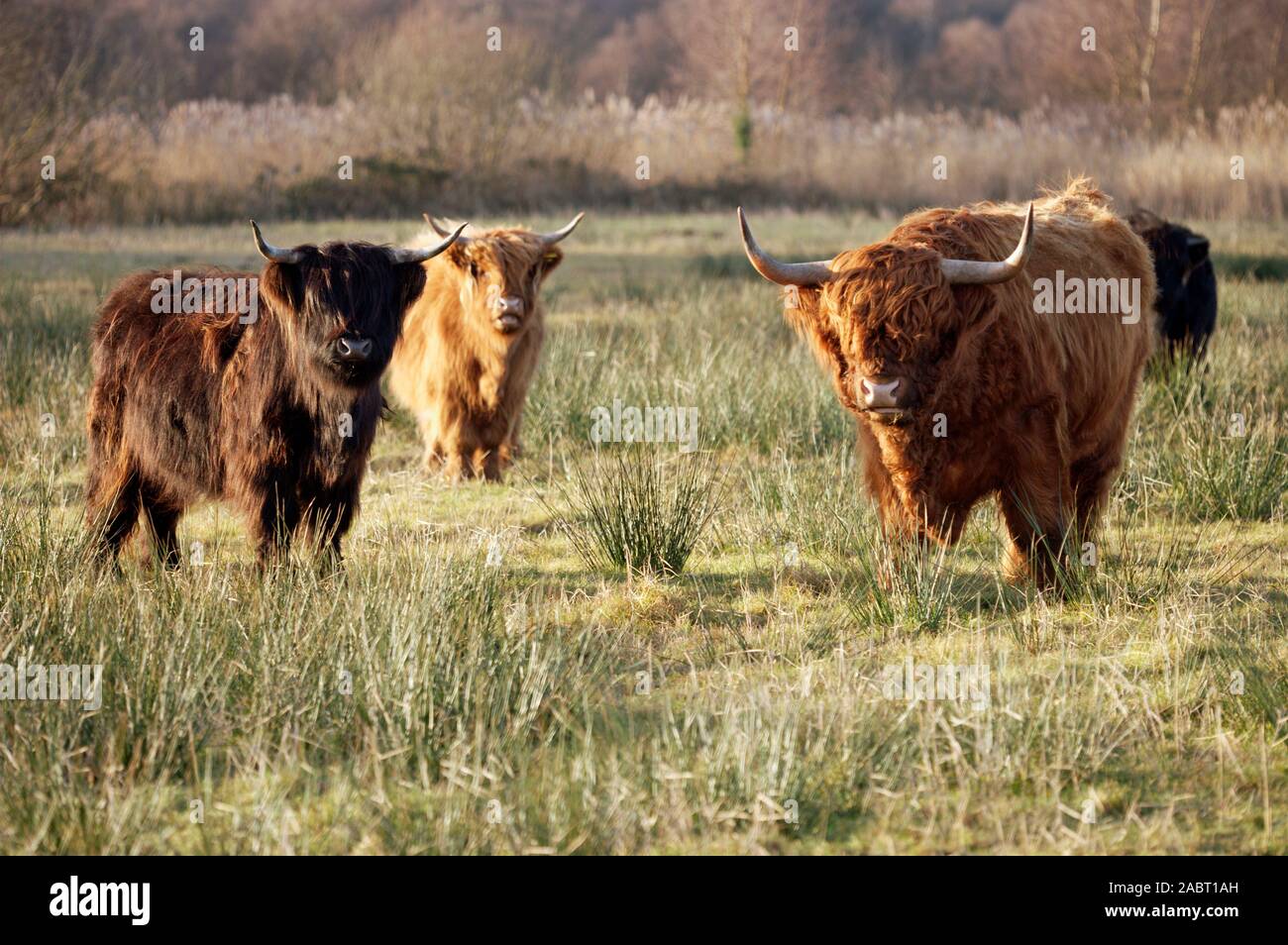 SCOTTISH HIGHLAND CATTLE Bos taurus bull a destra. Per gestire lo scrub invasivo su una riserva naturale ed E.S.A. (Area sensibile all'ambiente). Norfolk. Foto Stock
