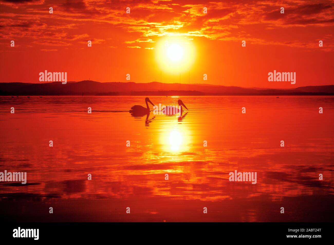 Un bel colpo di due uccelli marini godendo il tramonto mozzafiato che riflette in mare Foto Stock