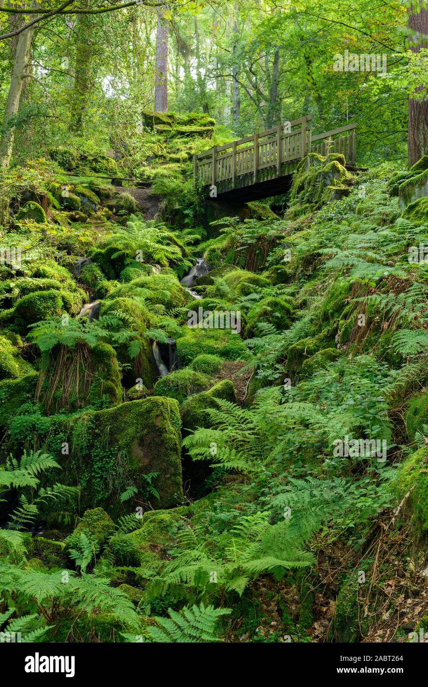 Heber's Ghyll (scenic verde rigoglioso bosco in ripida anfratto roccioso & ponte di legno supera il torrente che scorre verso il basso) - Ilkley, West Yorkshire, Inghilterra, Regno Unito. Foto Stock