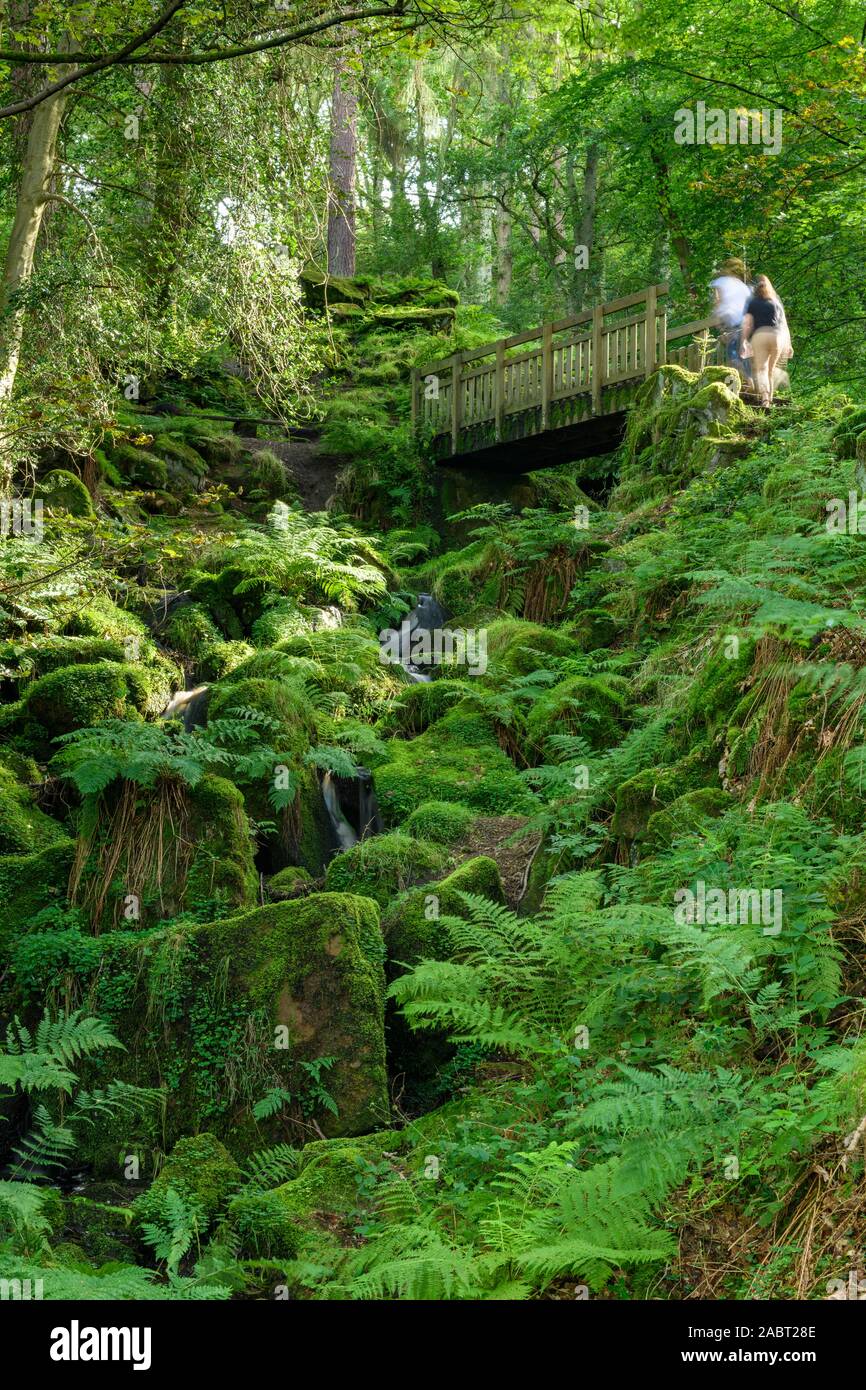 Heber's Ghyll (scenic verdi boschi in ripido orrido roccioso, flusso che scorre verso il basso & persone attraversando ponte di legno) - Ilkley, West Yorkshire, Inghilterra, Regno Unito Foto Stock