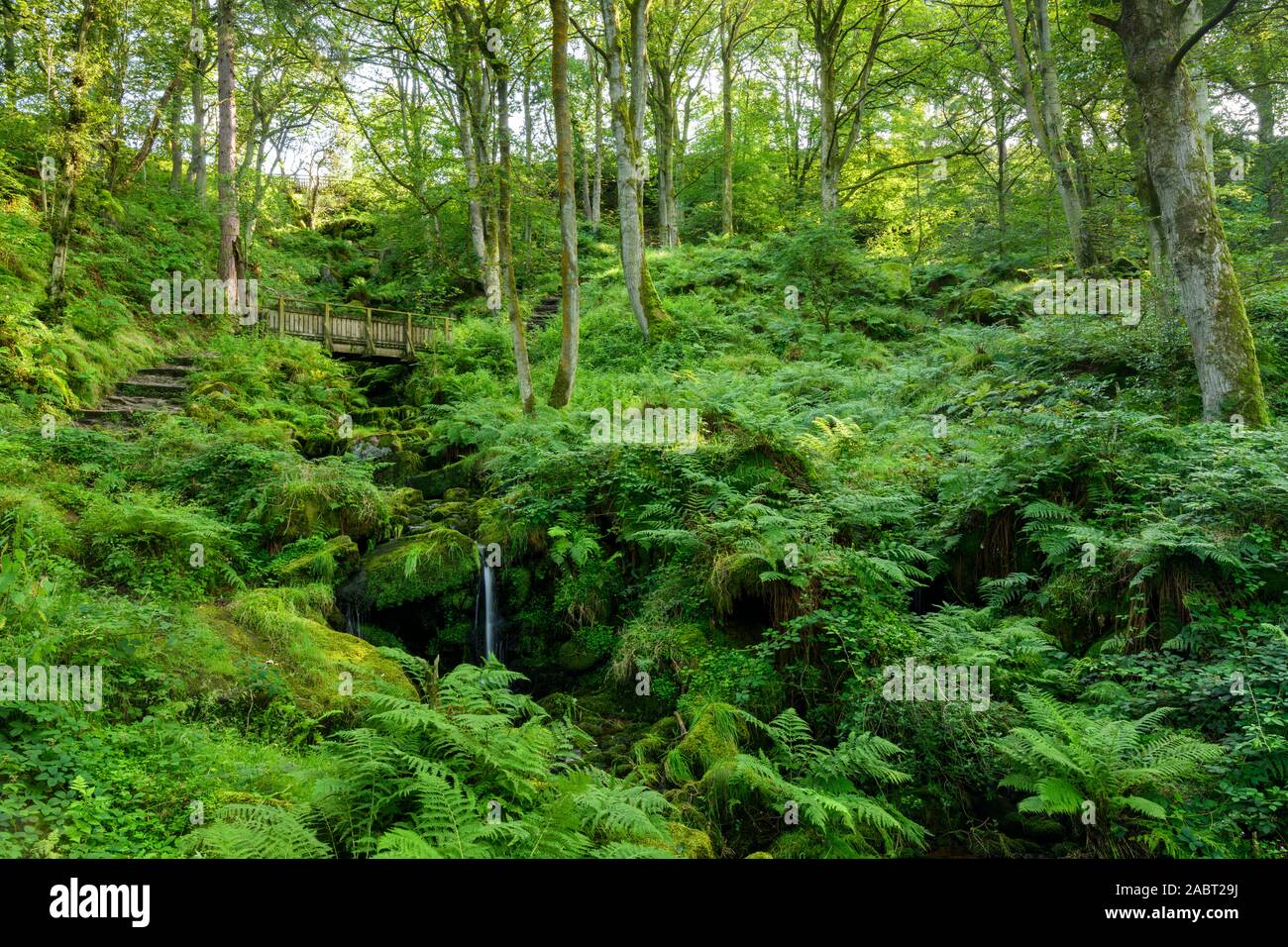 Heber's Ghyll (scenic verdi boschi in ripido orrido roccioso, flusso che scorre verso il basso e il percorso che conduce al ponte di legno) - Ilkley, West Yorkshire, Inghilterra, Regno Unito. Foto Stock