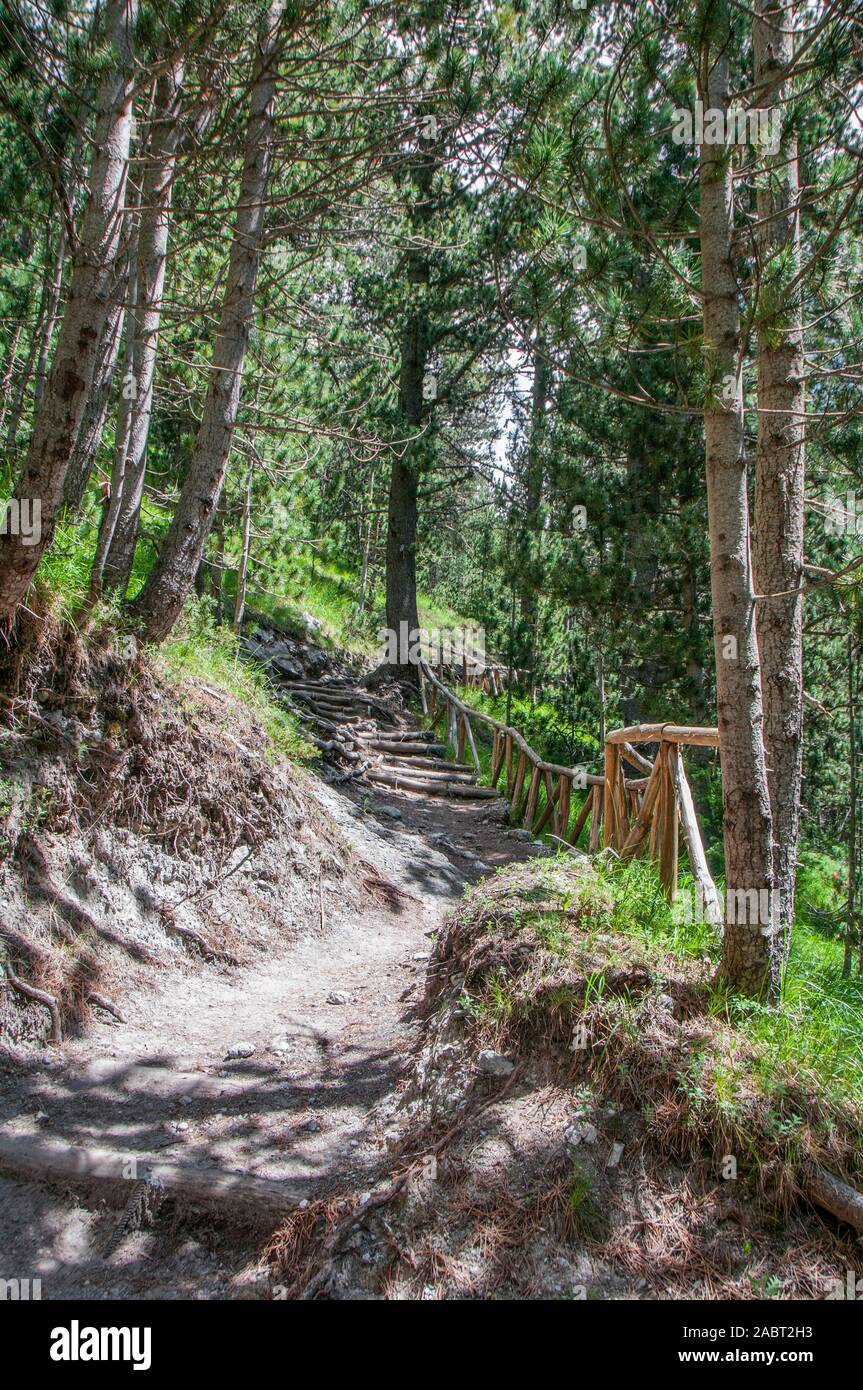 Sentiero escursionistico in Olympus Mountain National Forest Foto Stock