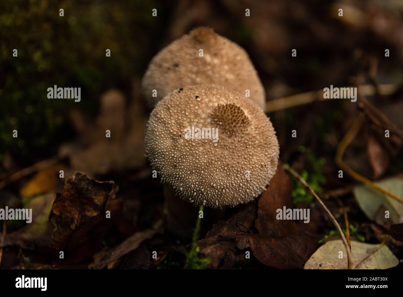 2 Flaschen Stäublinge auf einen Laubboden Foto Stock