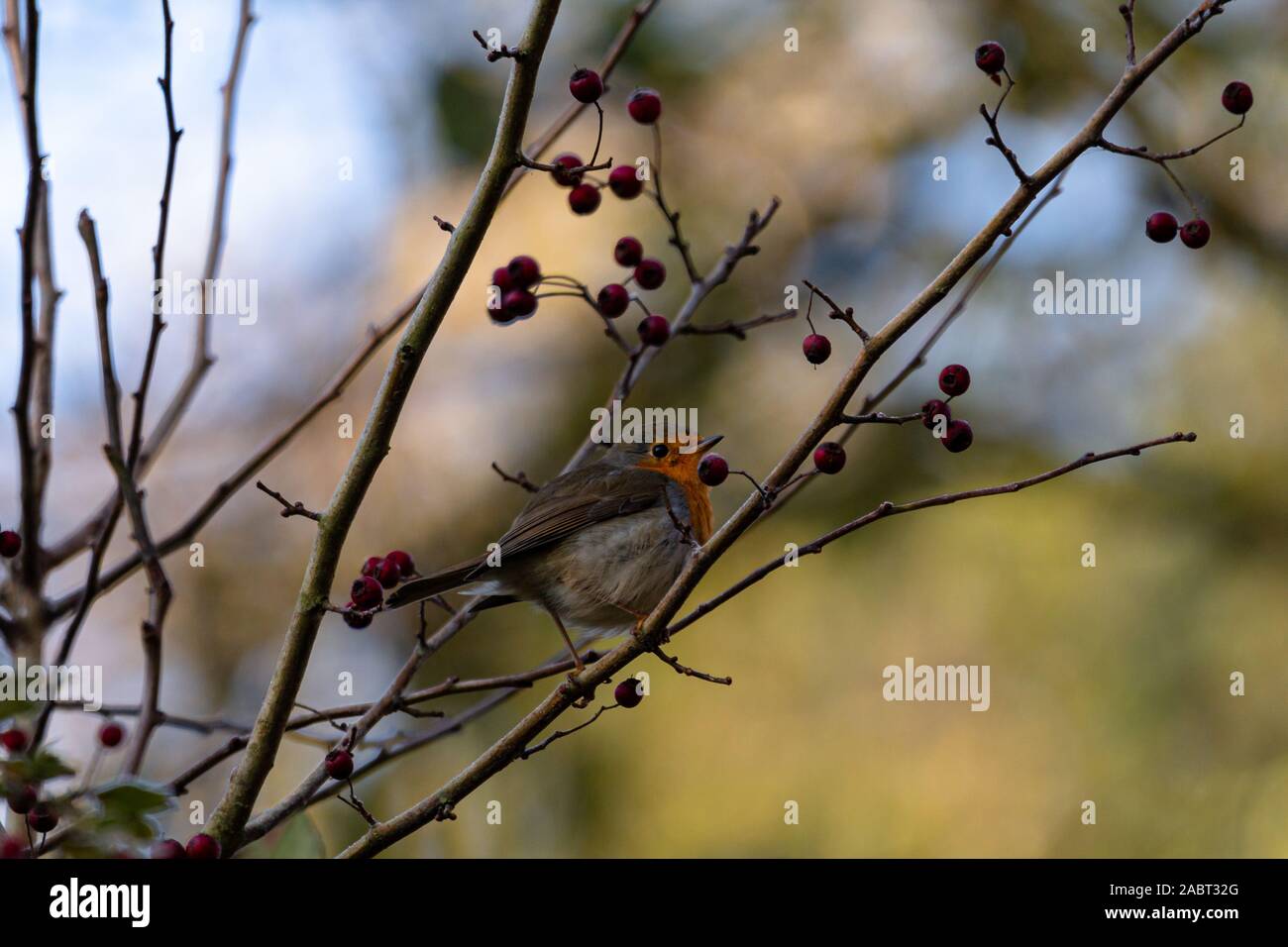 Rotkelchen auf einen Vogelbeerenzweig Foto Stock