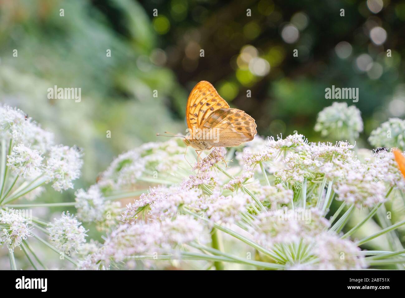 Stupenda farfalla arroccato su una pianta con fiori di colore bianco con sfondo non focalizzato. Foto Stock