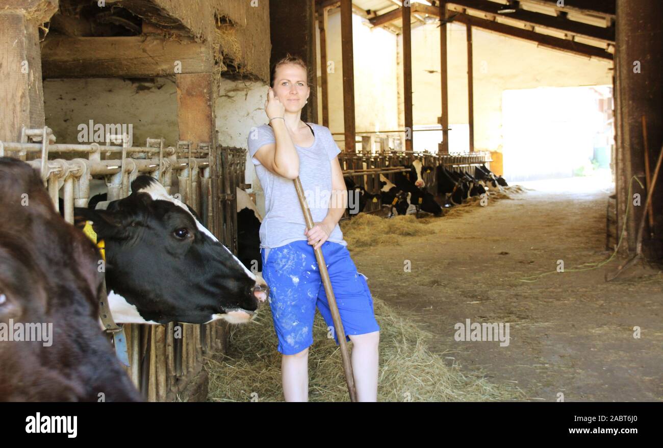 L'agricoltore femmina di alimentazione e le mucche in una stalla e orgoglioso della sua carriera Foto Stock