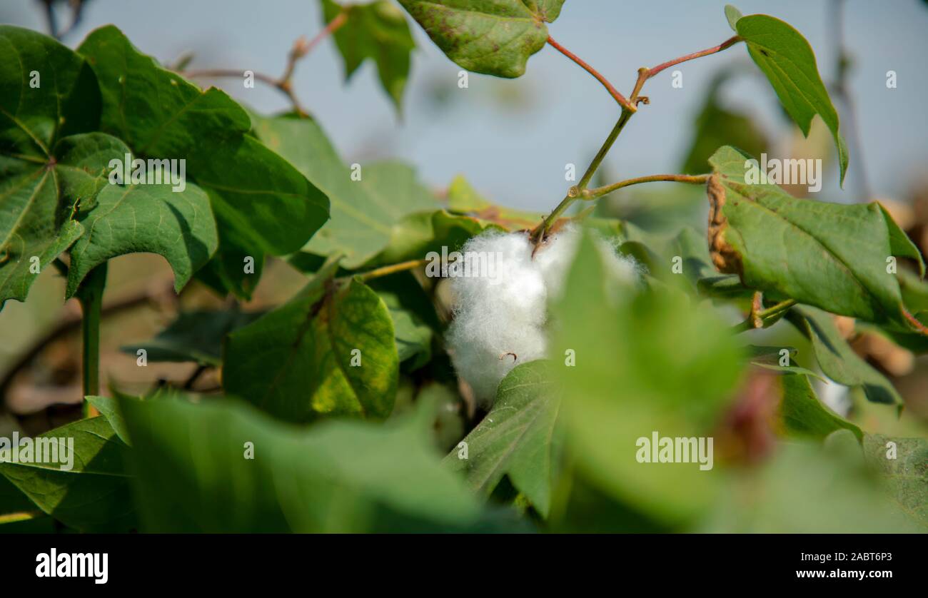 Cotoni Burst bolls pronto per la crescita di raccolto nel campo di cotone Foto Stock