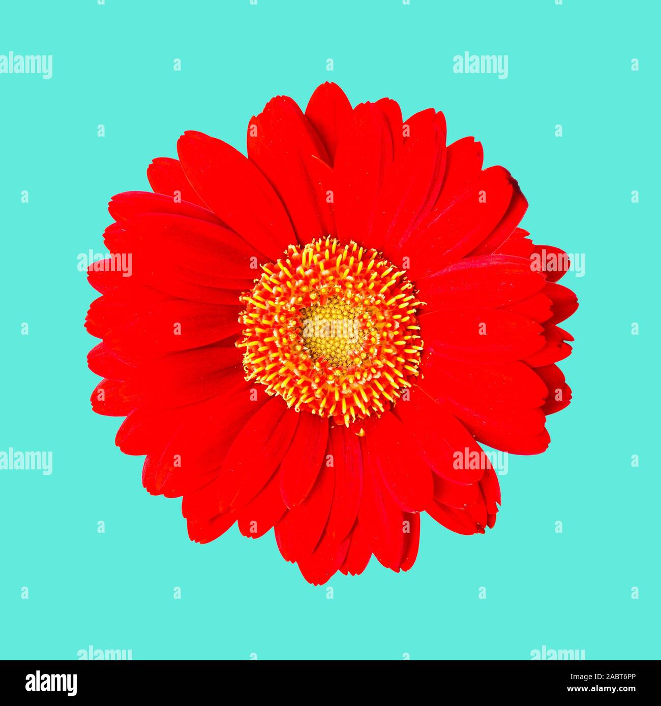 Rosso gerbera isolata su uno sfondo blu con tracciato di ritaglio Foto Stock