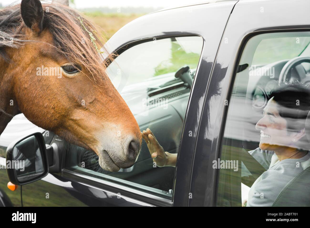 Pony sulla strada cercando in una vettura della nuova foresta, Hampshire, Regno Unito Foto Stock