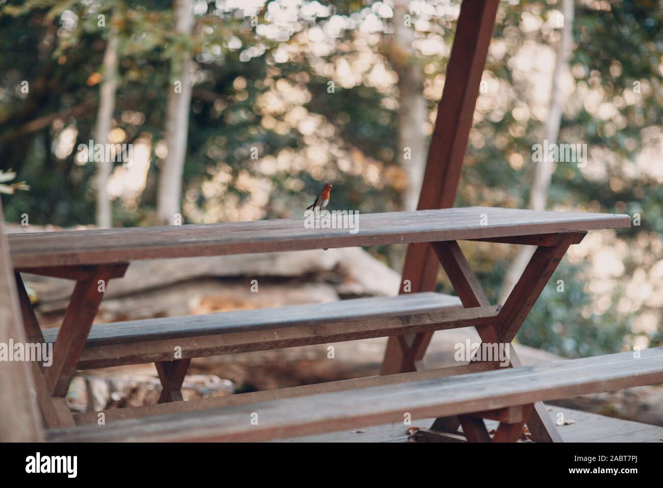 Uccellino su una tavola nel parco Foto Stock