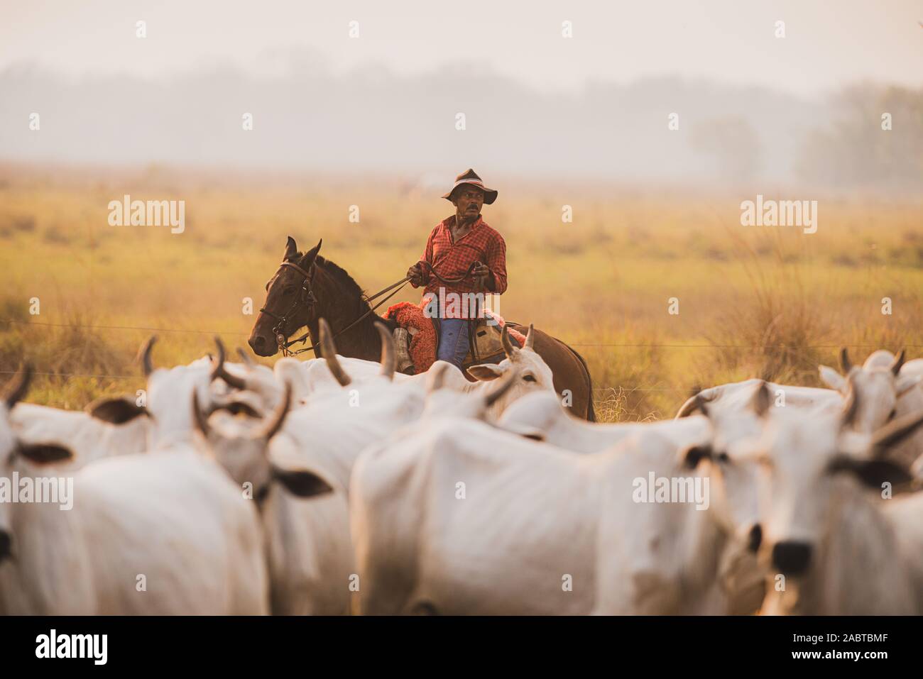 Cowboy Pantaneiro lavorando su un ranch di bestiame in Sud Pantanal Foto Stock