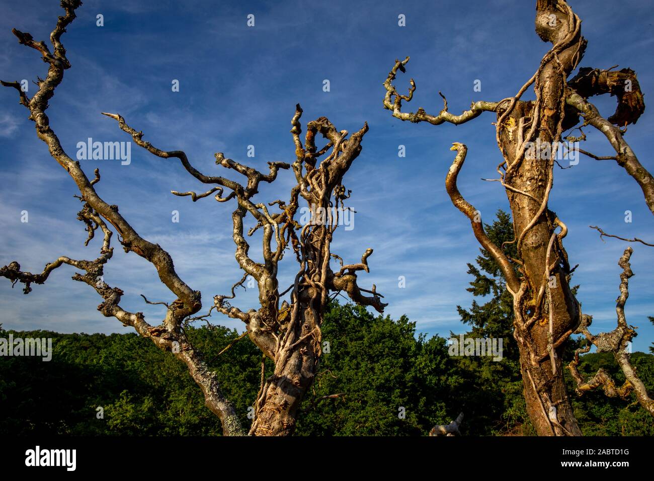 Albero morto, Eure, Francia. Foto Stock