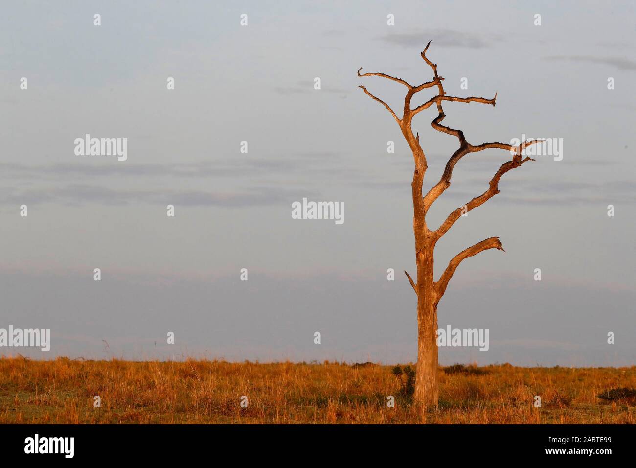 La Riserva Nazionale di Masai Mara. Kenya. Foto Stock