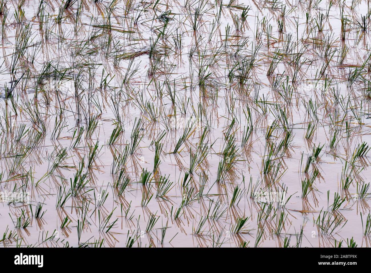 Wet campo di riso. Kep. Cambogia. Foto Stock
