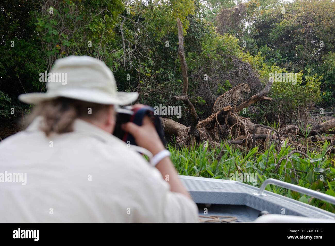 Un turista fotografie un wild Jaguar in Porto Jofre, Pantanal. Foto Stock