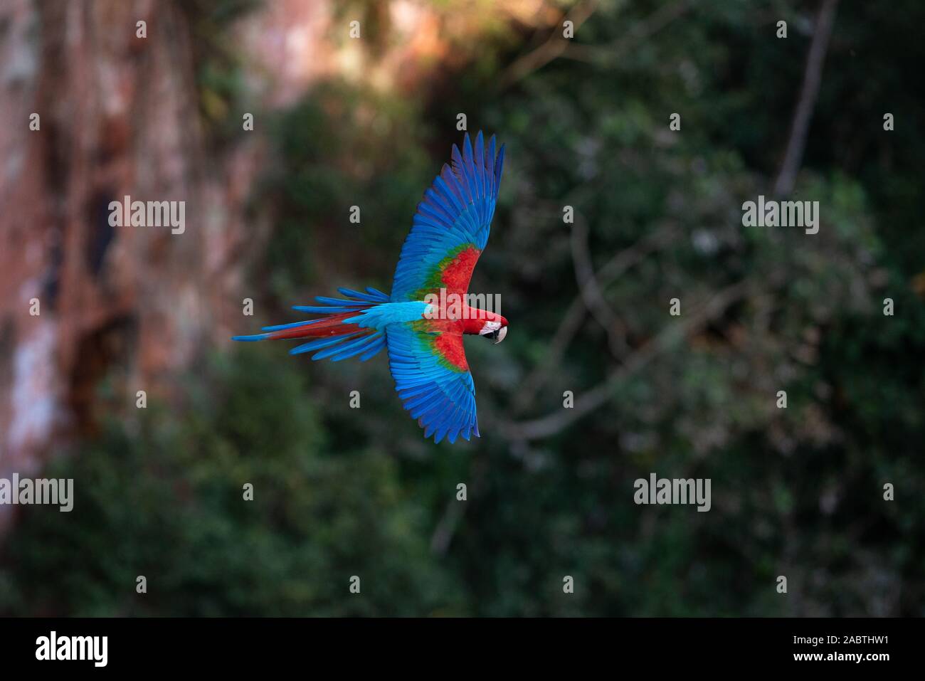 Rosso-verde Macaw (Ara chloropterus) in volo Foto Stock