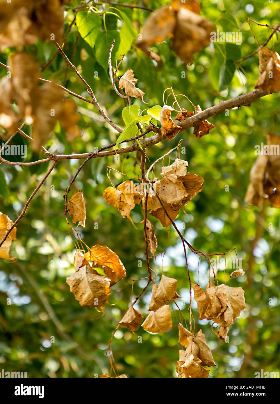 Un essiccato autumn leaf è appeso a un ramo. Primo piano di foglie secche appesi sui rami Foto Stock