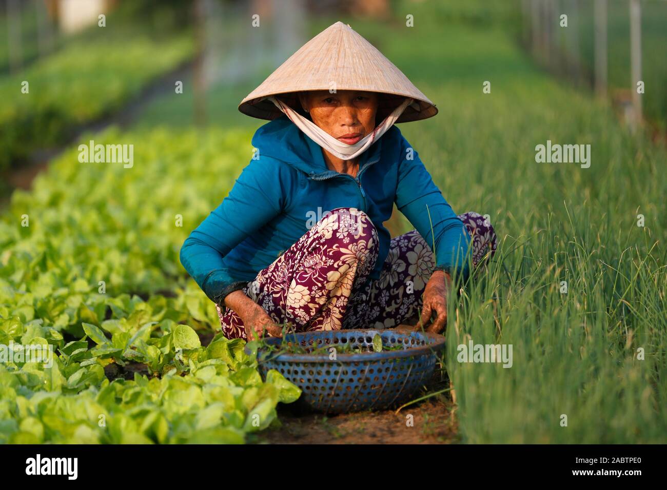 Orti biologici in Tra Que Village. Contadino al lavoro. Hoi An. Il Vietnam. Foto Stock