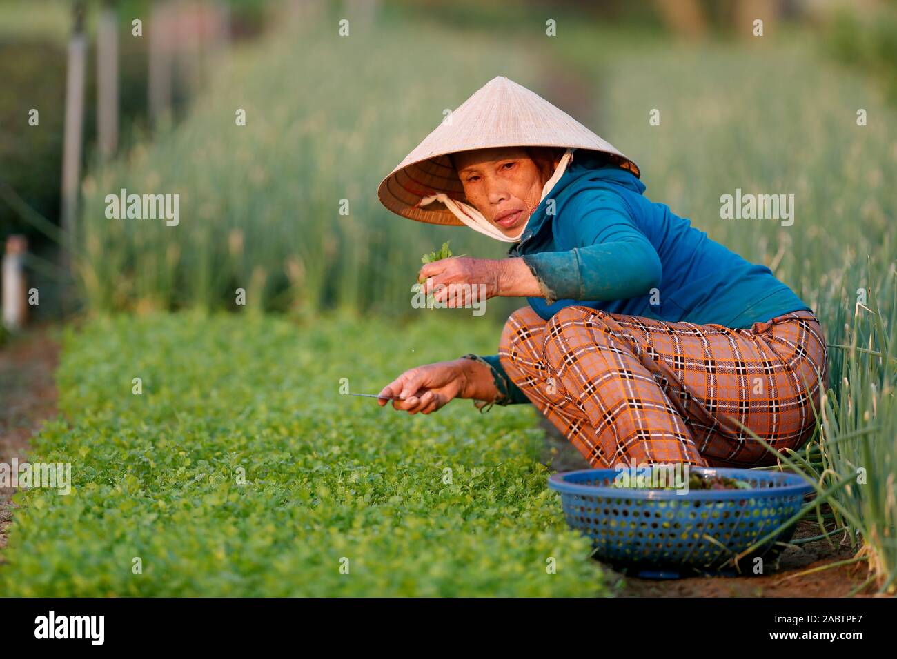 Orti biologici in Tra Que Village. Contadino al lavoro. Hoi An. Il Vietnam. Foto Stock