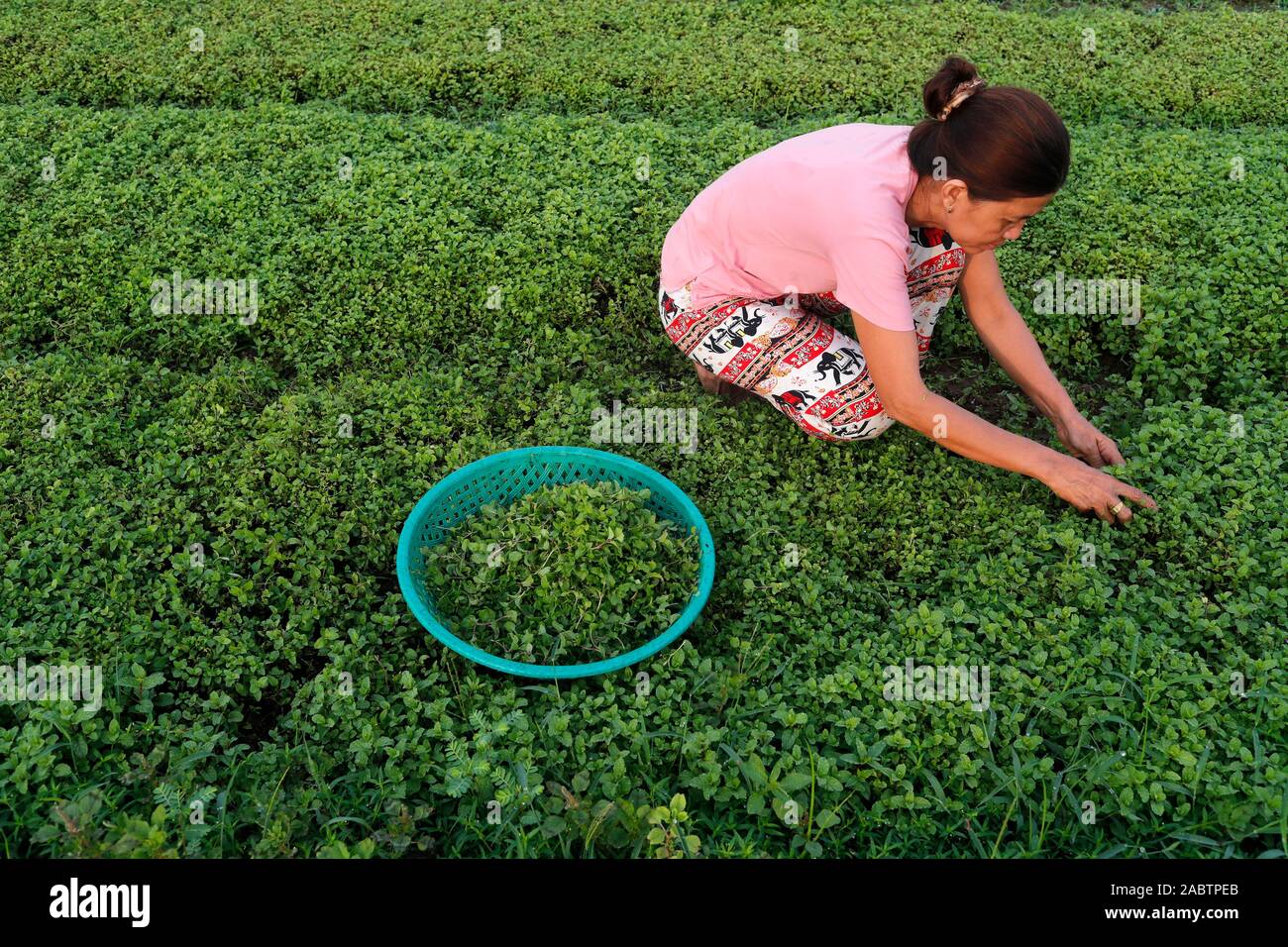 Orti biologici in Tra Que Village. Contadino al lavoro. Hoi An. Il Vietnam. Foto Stock