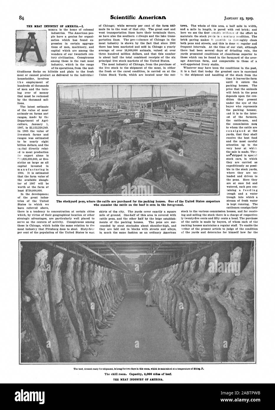 L'industria della carne Industria di AMERICAI. Il piazzale di stoccaggio penne dove le mucche sono acquistati per le case di imballaggio. Uno del Regno Stales ispettori che esaminano i bovini vivi è visto in primo piano., Scientific American, -1909-01-23 Foto Stock