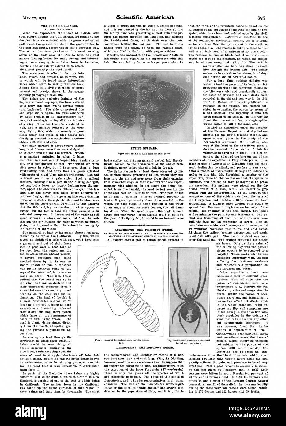 Il FLYING GURNARDS. Da CHARLES P. TITOLARE BATTENTI GURNAILD. successo. LATRODECTUS-l. Il ragno velenoso. Da ALCANDHS PETRUNREVITCH PH.D. Curatore onorario FOB ARACHNIDA presso il Museo Americano di Storia Naturale., Scientific American, -1909-05-22 Foto Stock