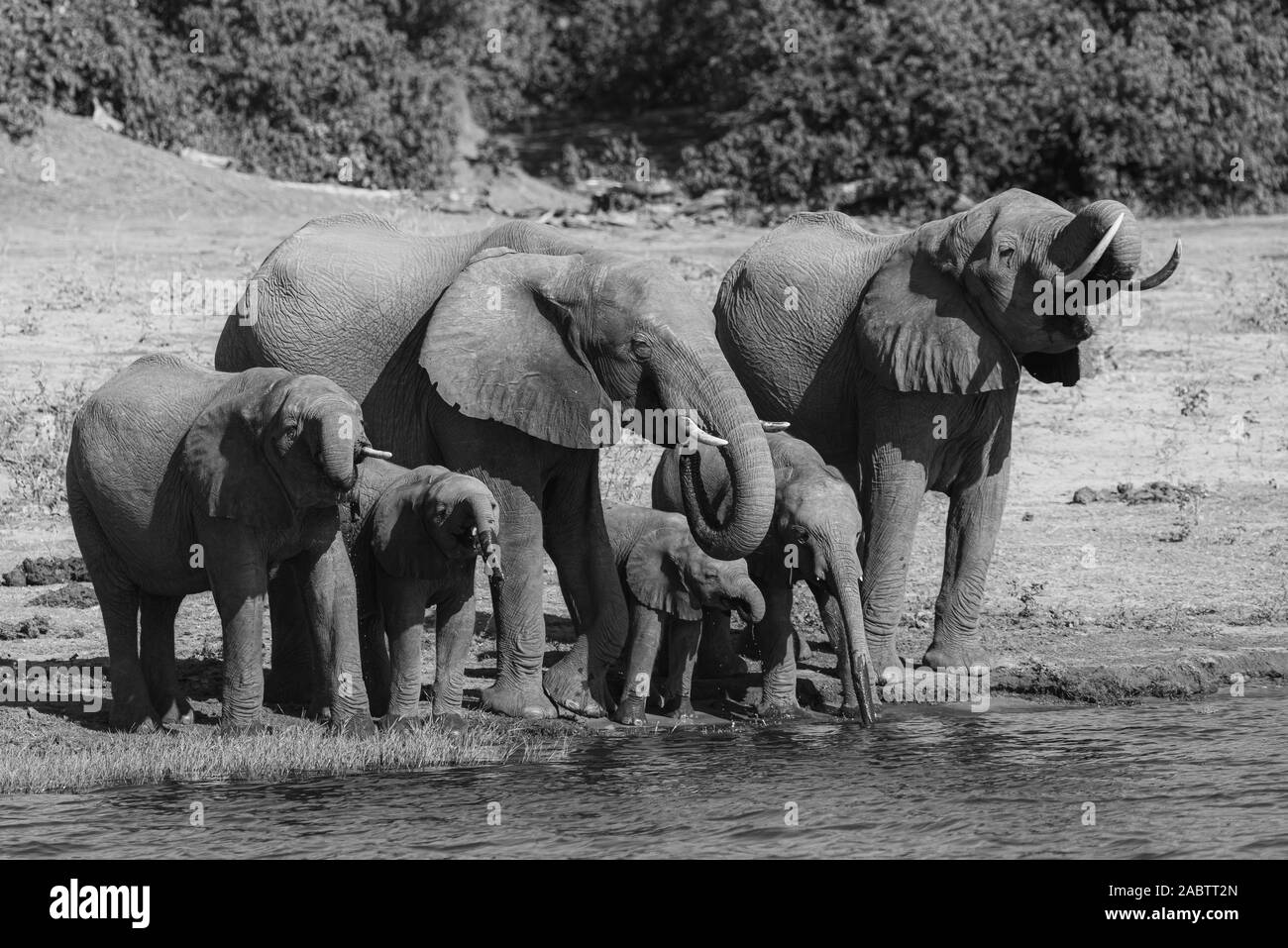 Un gruppo di elefanti fustellatura dell'acqua accanto al fiume Chobe Foto Stock