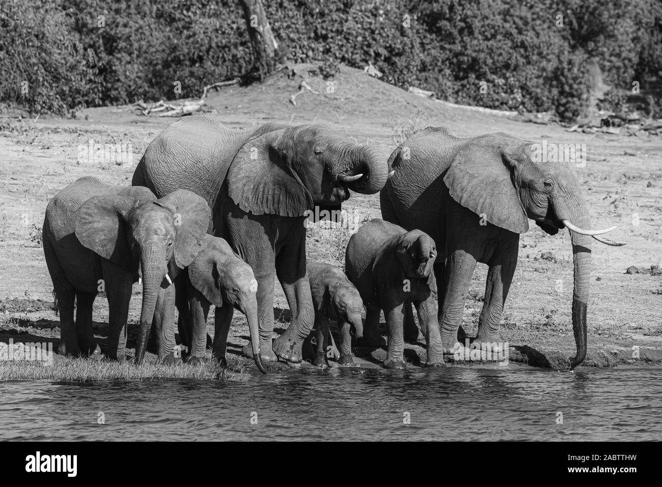 Un gruppo di elefanti fustellatura dell'acqua accanto al fiume Chobe Foto Stock