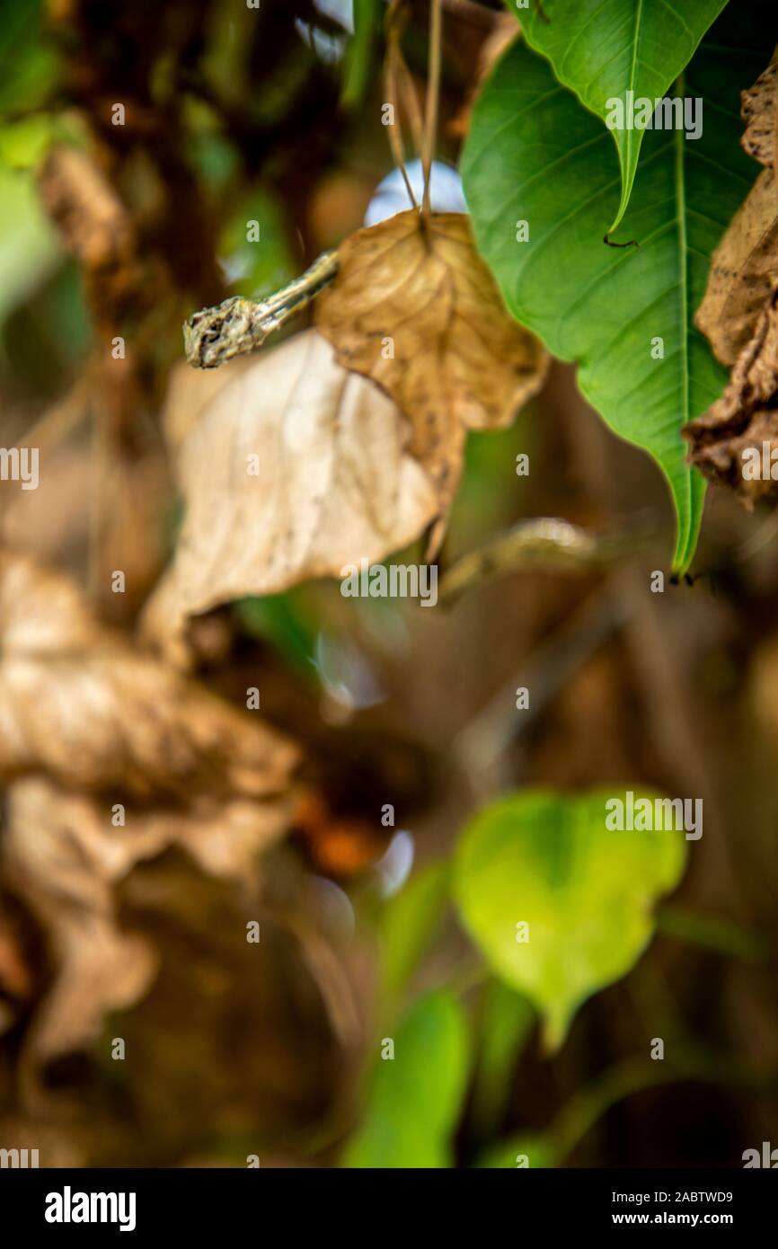 Morto verde secco vitigno asiatici serpente sulla foglia verde Foto Stock