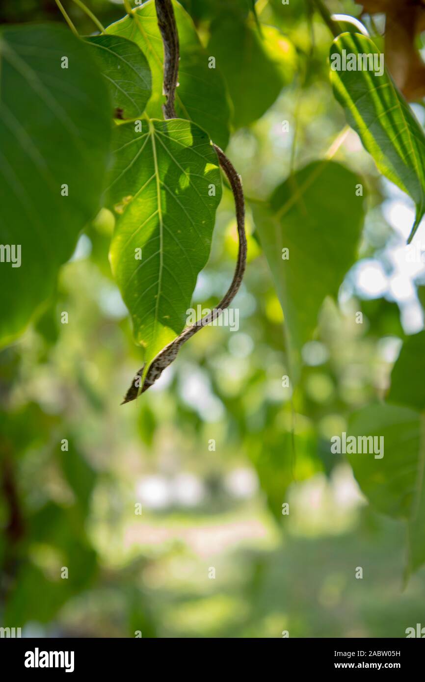 Morto verde secco vitigno asiatici snake Foto Stock