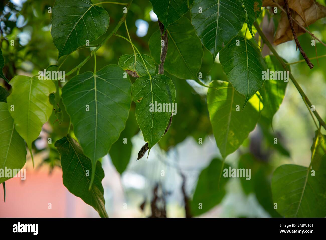 Morto verde secco vitigno asiatici snake Foto Stock