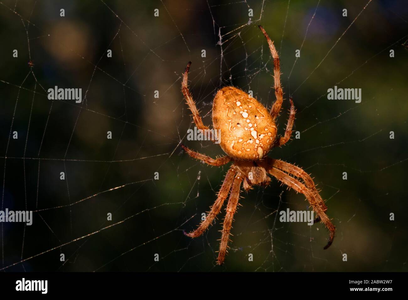 Giardino europeo spider sul web Foto Stock