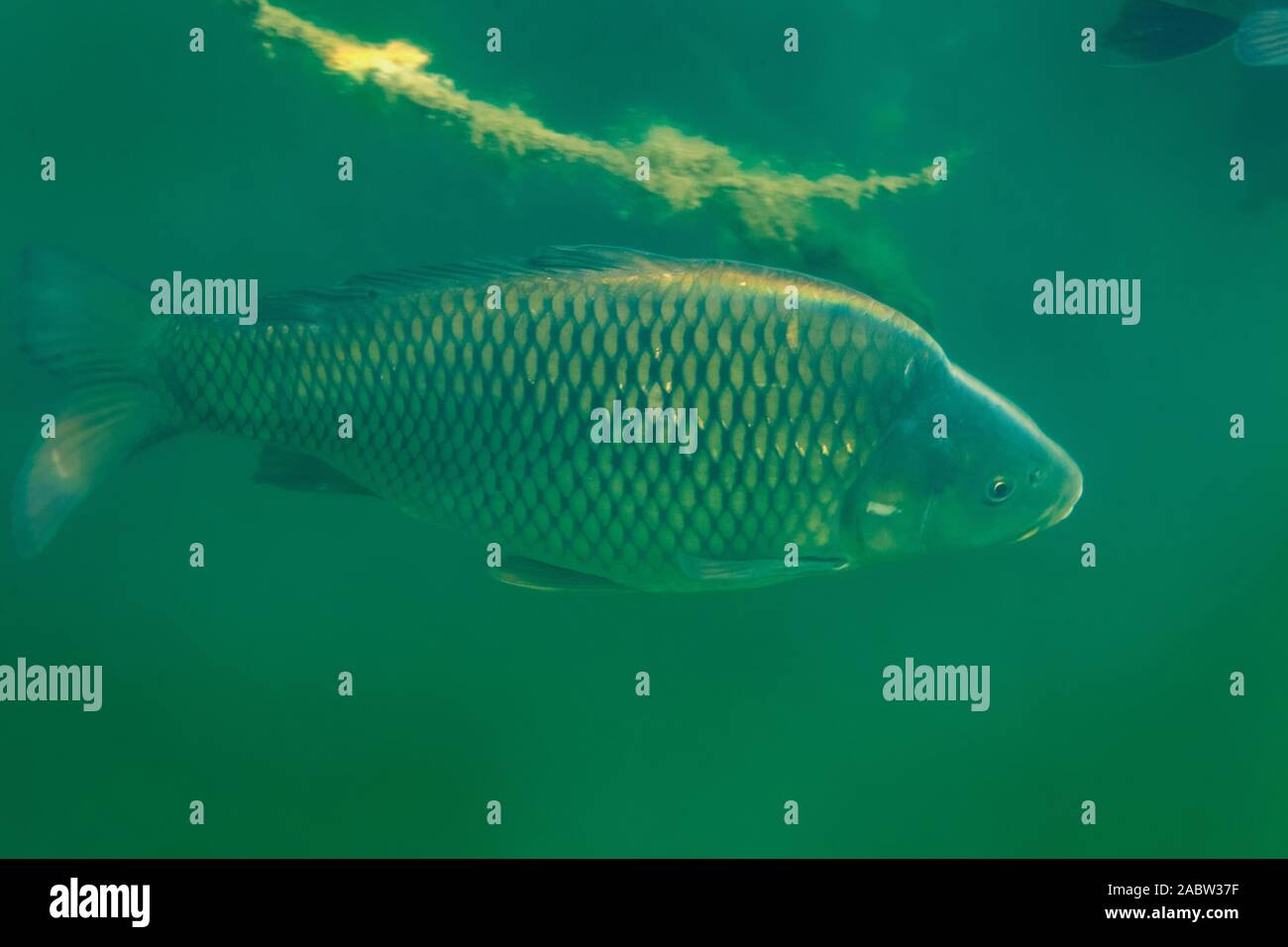 Foto subacquee della carpa comune o unione carpa (Cyprinus carpio) nel lago Soderica, Croazia Foto Stock