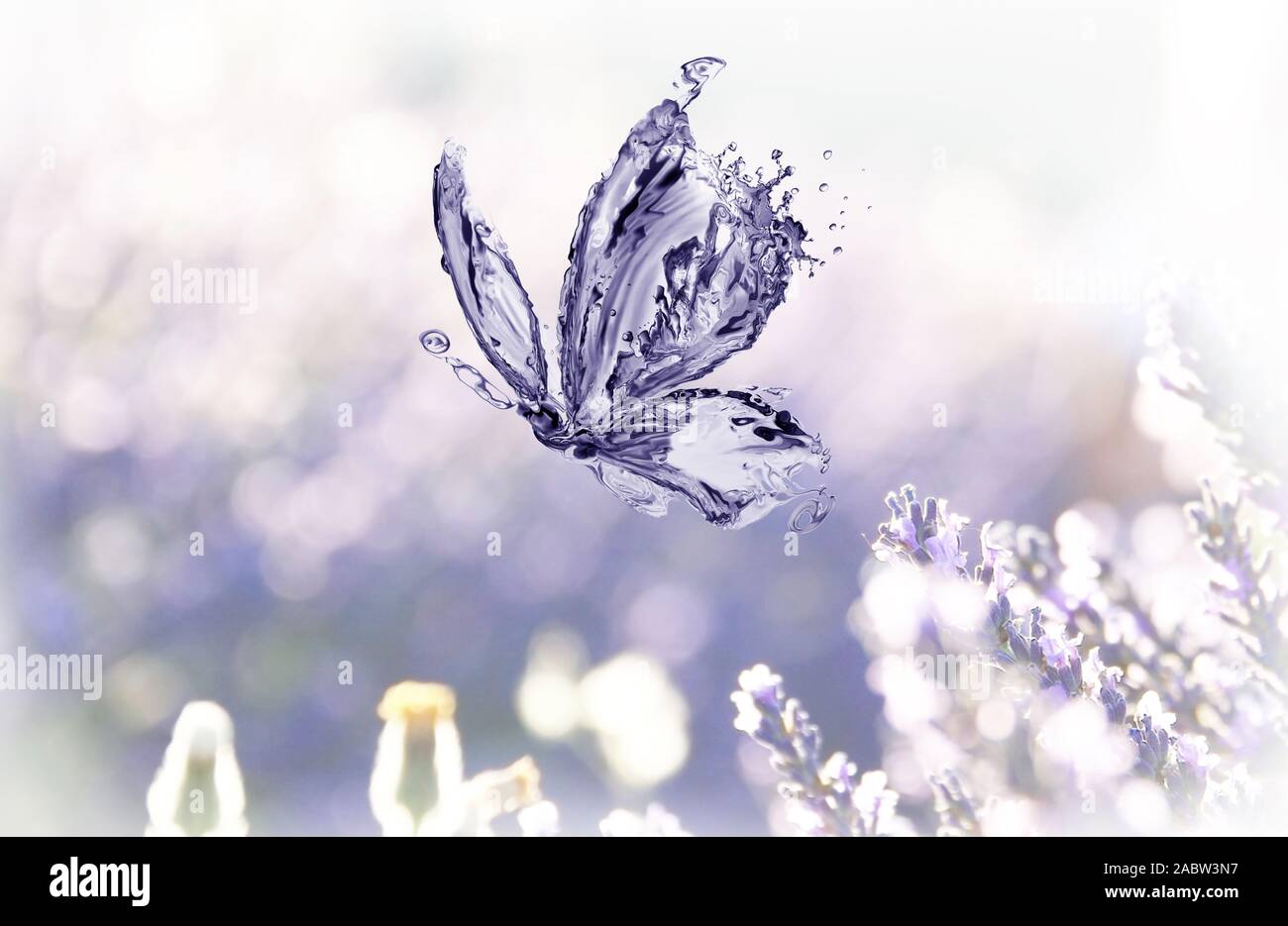 Un acqua butterfly flying al di sopra di un sogno di fiori di lavanda. Foto Stock