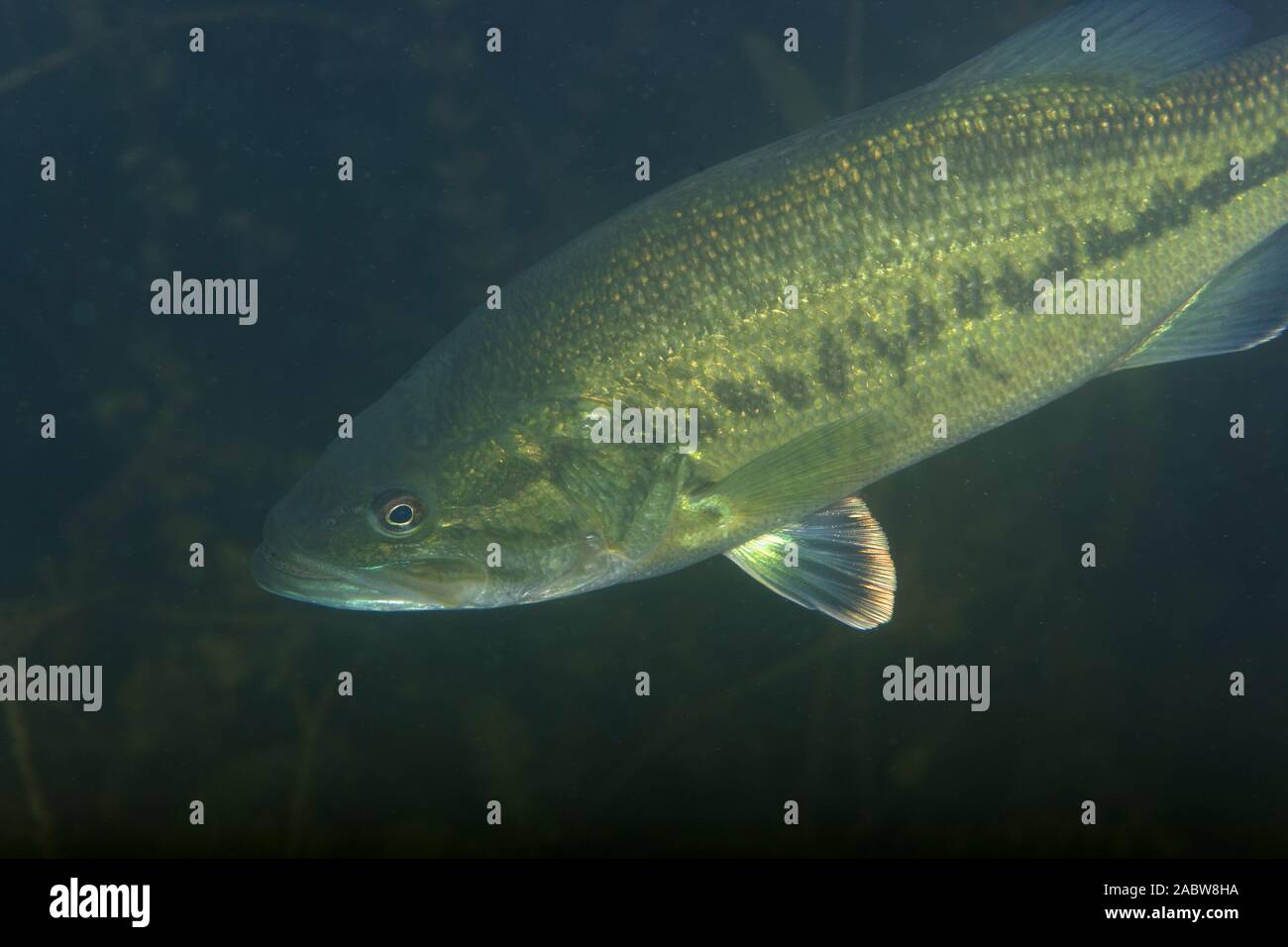 Foto subacquee di largemouth bass (micropterus salmoides) nel lago Soderica, Croazia Foto Stock