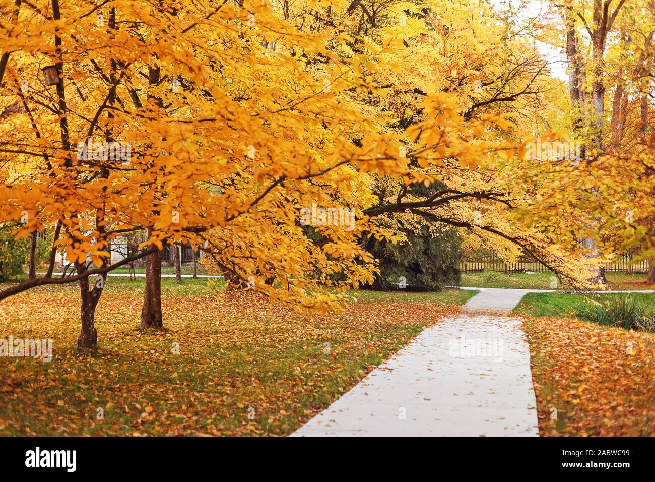 Percorso vuoto nell'autunno park Foto Stock