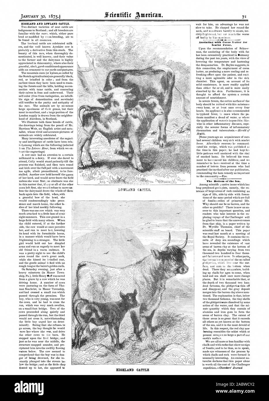 Pianura del bestiame bovini Highland Whisky HIGHLAND E LOWLAND BESTIAME. efie unzione con il burro di cacao per la scarlattina., Scientific American, 1875-01-30 Foto Stock