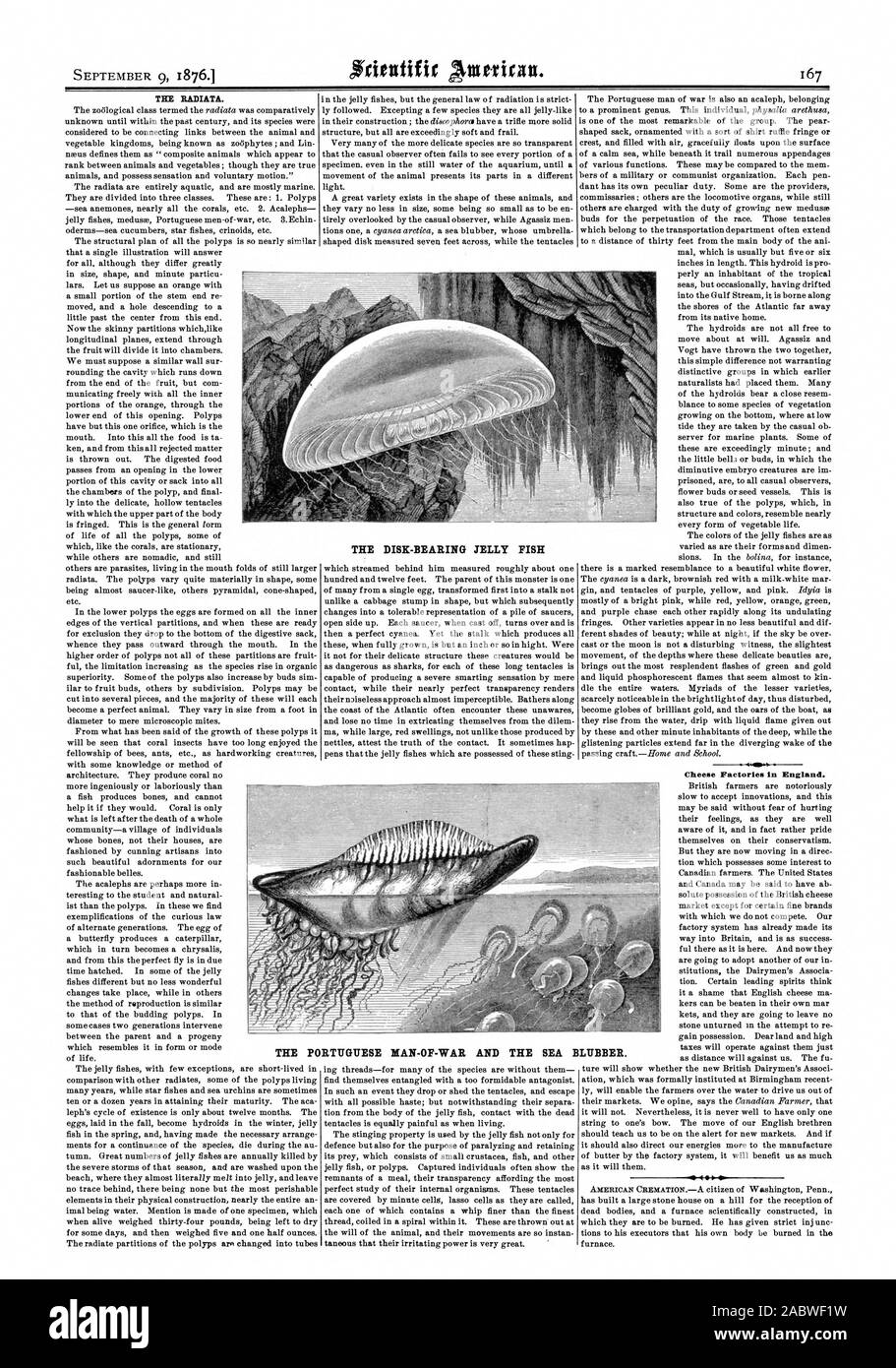 Caseifici in Inghilterra. S 400 il disco-cuscinetto JELLY FISH IL PORTOGHESE UOMO DI GUERRA E DI MARE BLUBBER., Scientific American, 76-09-09 Foto Stock