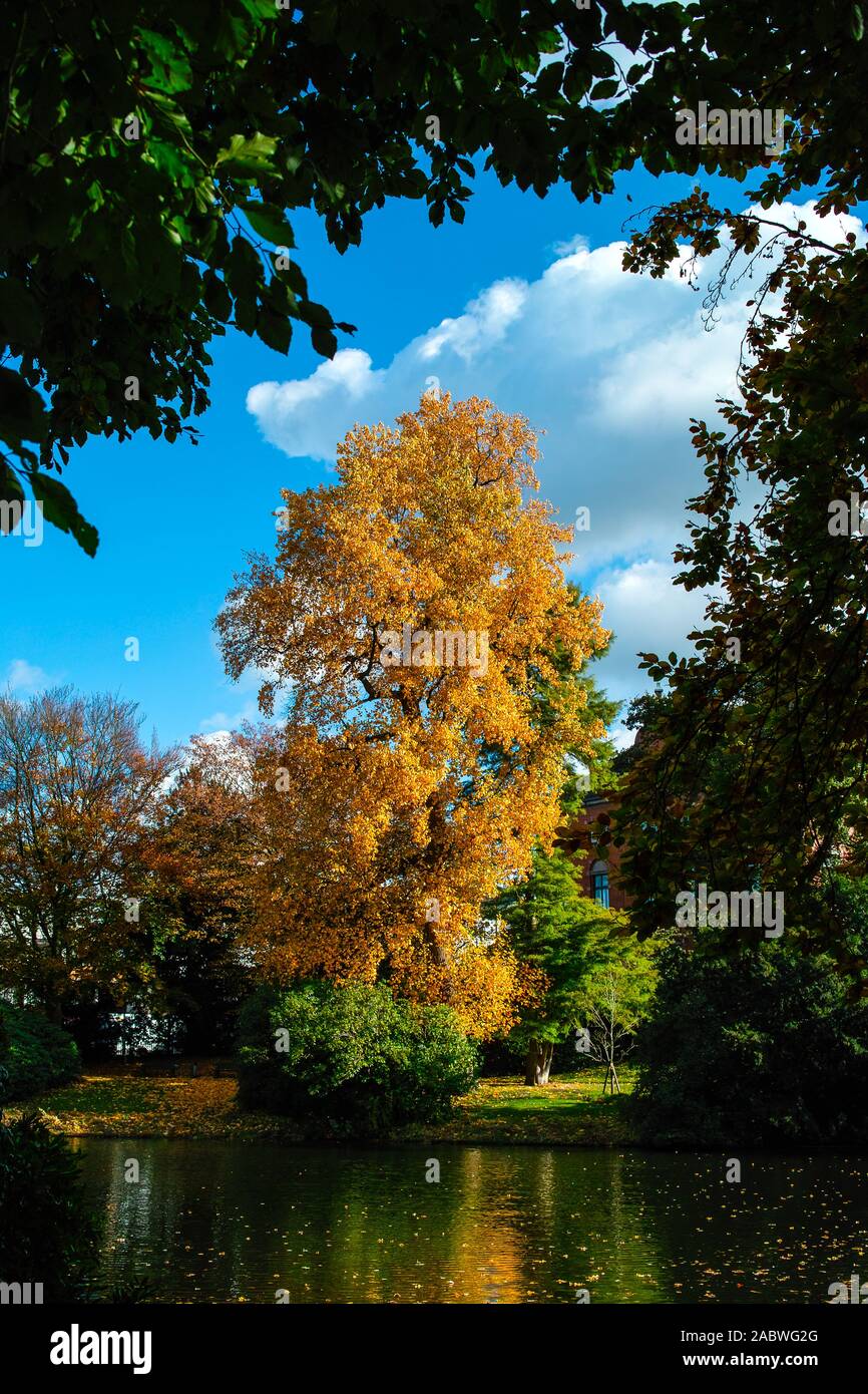 Acer platanoides SPITZAHORN in leuchtender herbstbelaubung Foto Stock