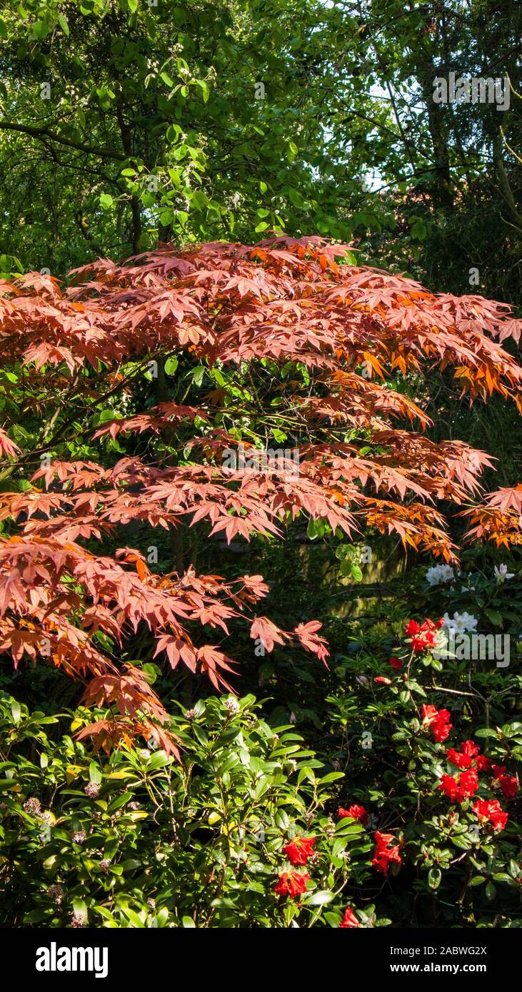 Rotbelaubter japanischer ahorn mit mittlerer wuchshoehe Foto Stock