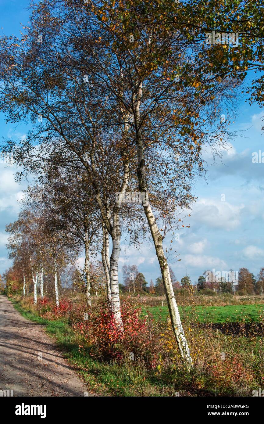 Von birken gesaeumter feldweg Foto Stock