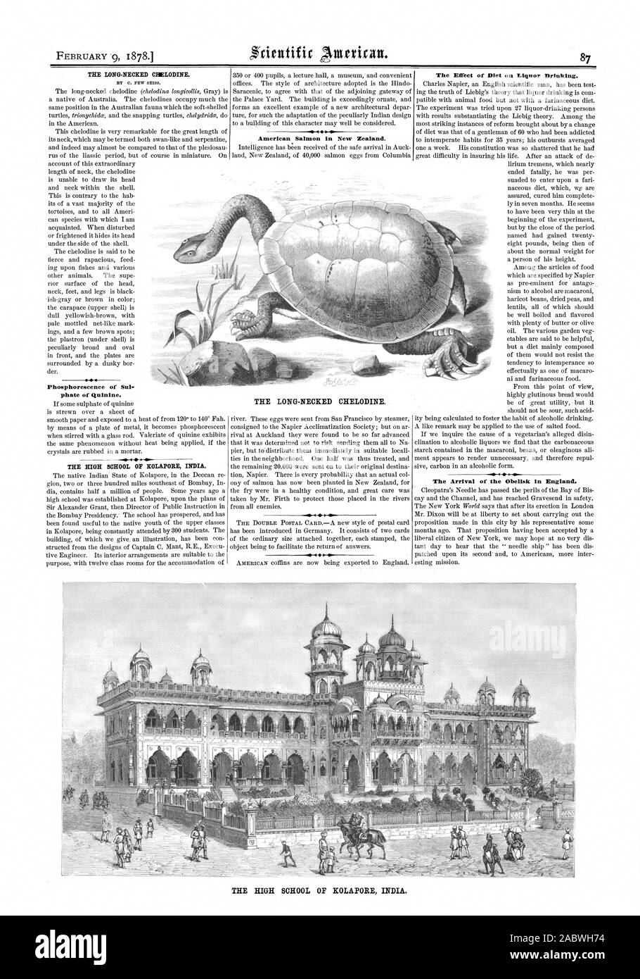 Il lungo collo CHELODINE. Da C. POCHI SEIM. La fosforescenza di Sul phate di chinina. Alta scuola DI KOLAPORE INDIA. American Salmone in Nuova Zelanda. L'effetto della dieta sul liquor bere. L'arrivo dell'Obelisco in Inghilterra. Il lungo collo CHELODINE. Alta scuola DI KOLAPORE INDIA. II = 1878 Scientific American INC, 1878-02-09 Foto Stock