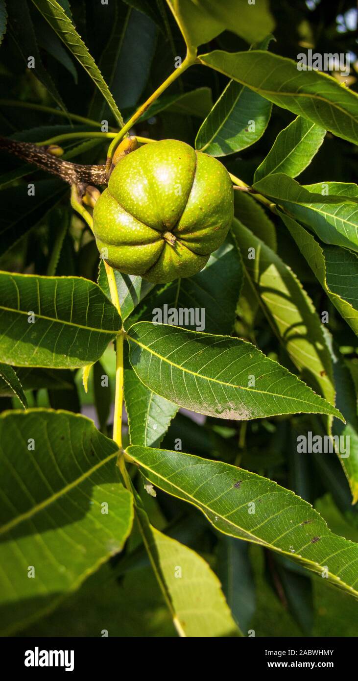 Frucht der hickorynuss mit lederartiger 4-segmento-huelle; herkunft zentral- und oestliche usa Foto Stock