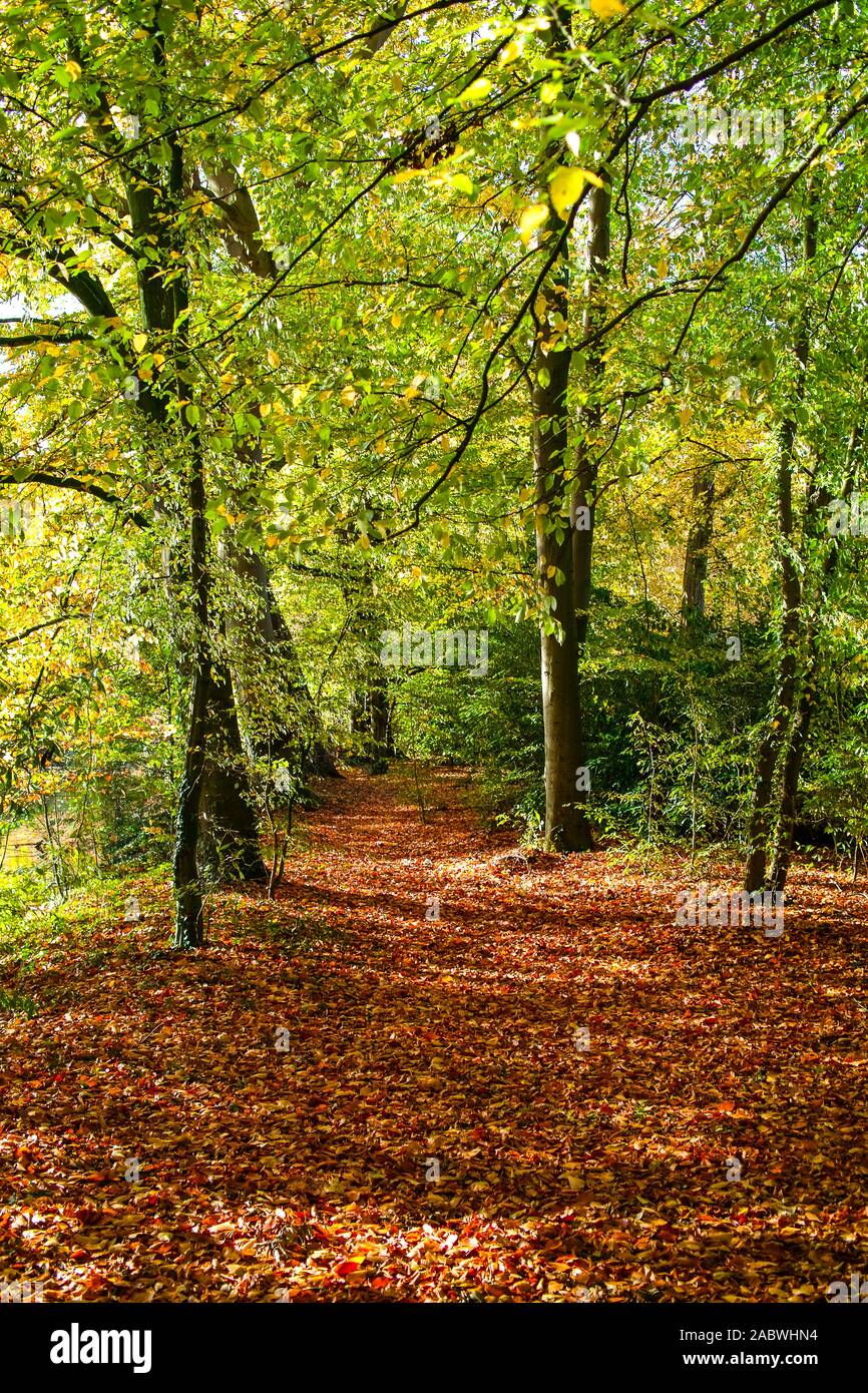 Herbstlicher weg unter buchen mit laubstreu Foto Stock