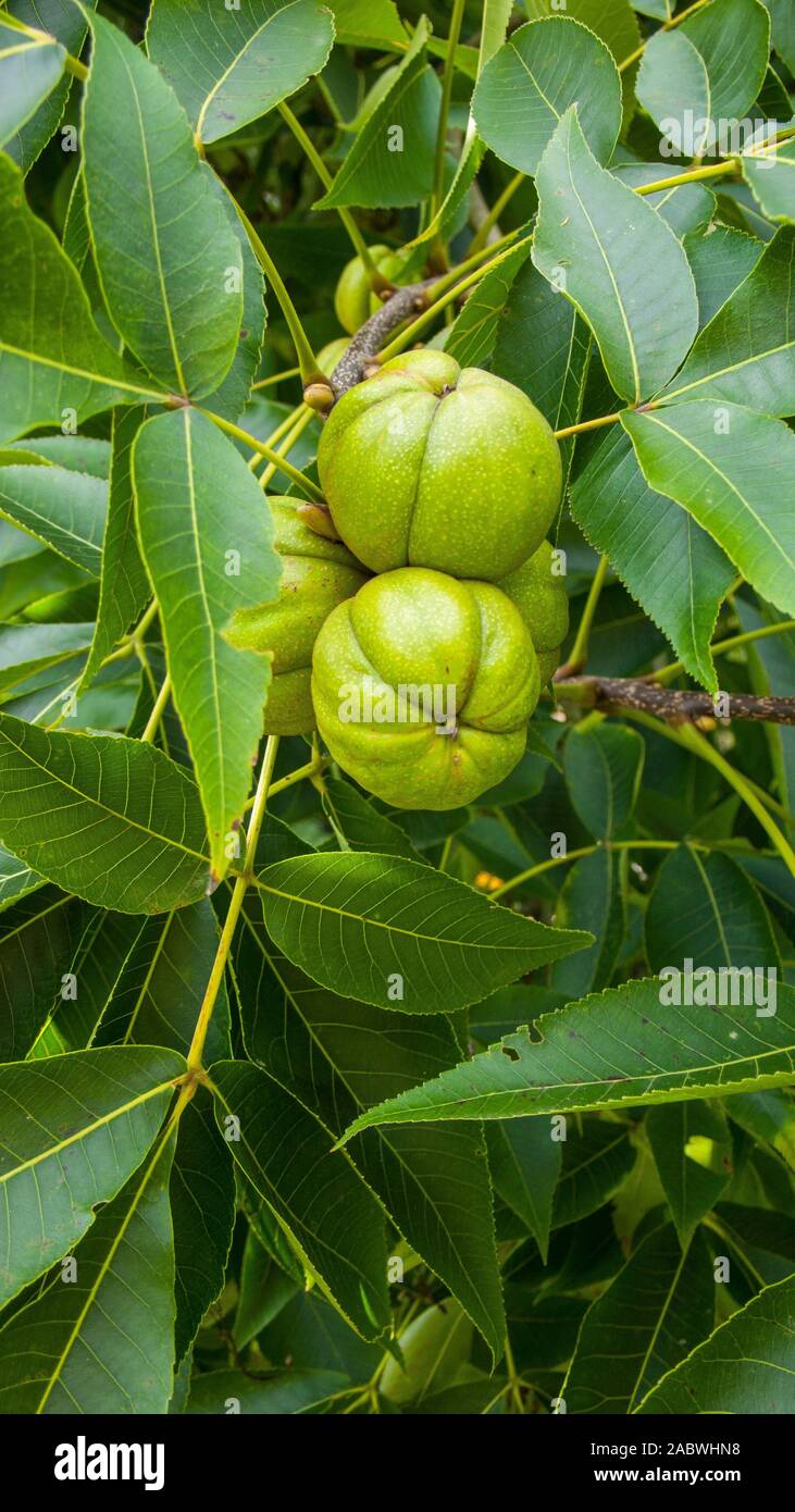 Frucht der hickorynuss mit lederartiger 4-segmento-huelle; herkunft zentral- und oestliche usa Foto Stock