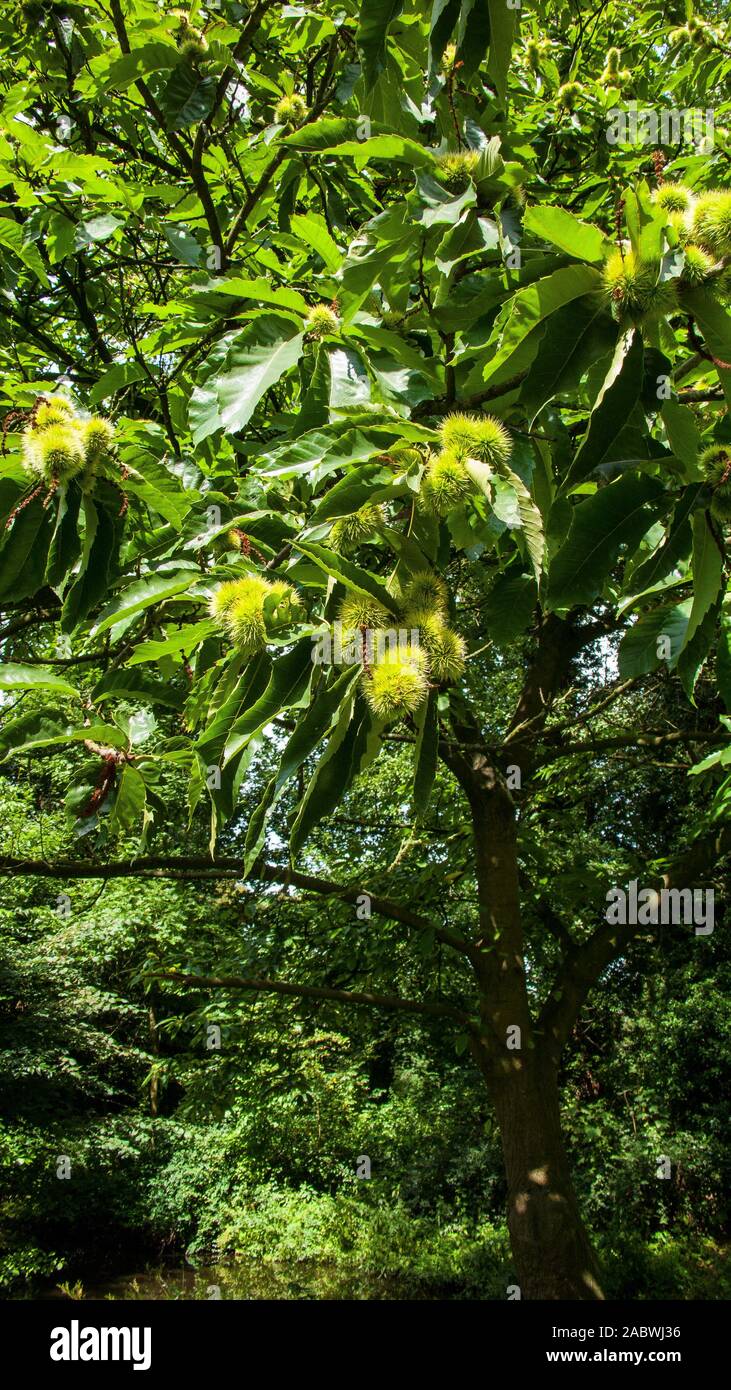 Ast einer edelkastanie mit geschlossenen stacheligen fruchthuellen Foto Stock