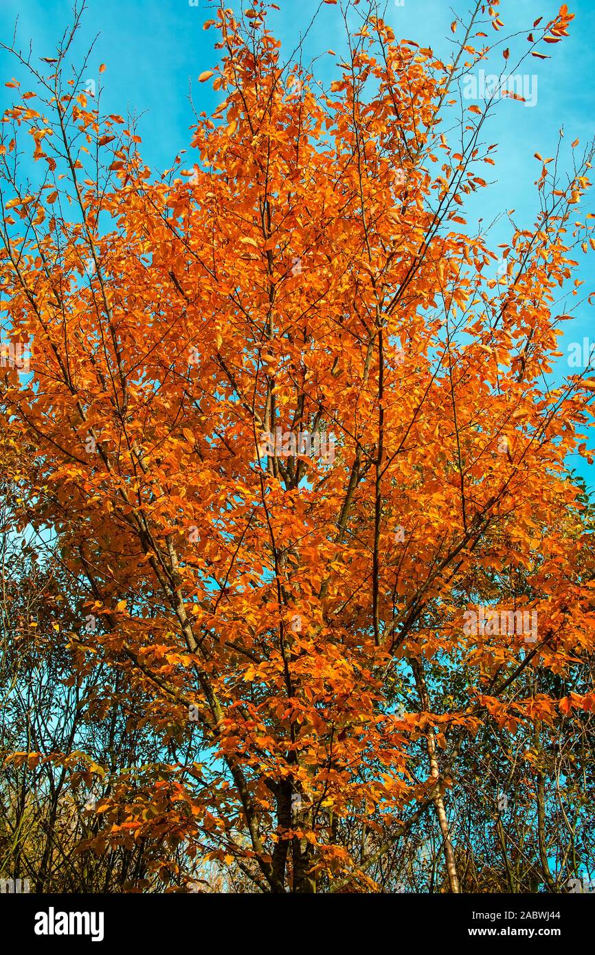 Herbstlich belaubte hainbuche Foto Stock